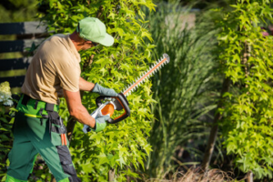 tree service